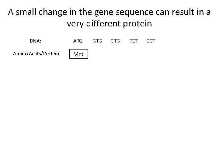 A small change in the gene sequence can result in a very different protein