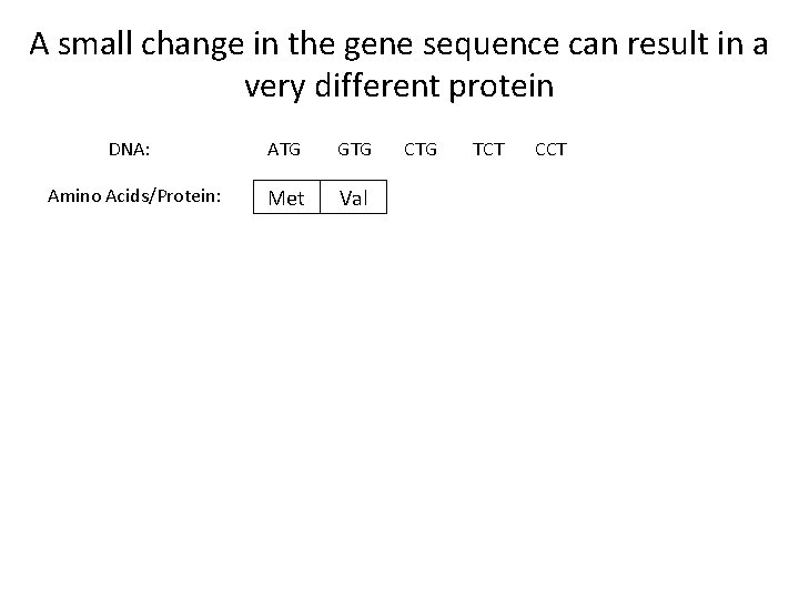 A small change in the gene sequence can result in a very different protein