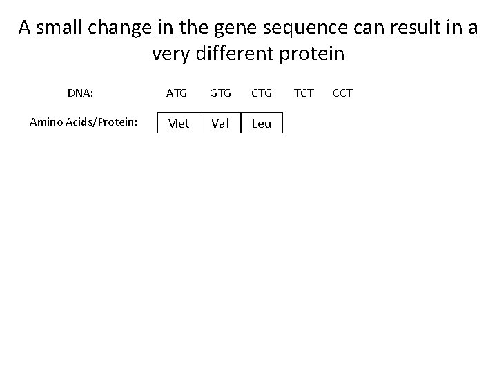 A small change in the gene sequence can result in a very different protein