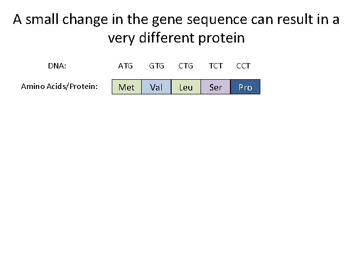 A small change in the gene sequence can result in a very different protein