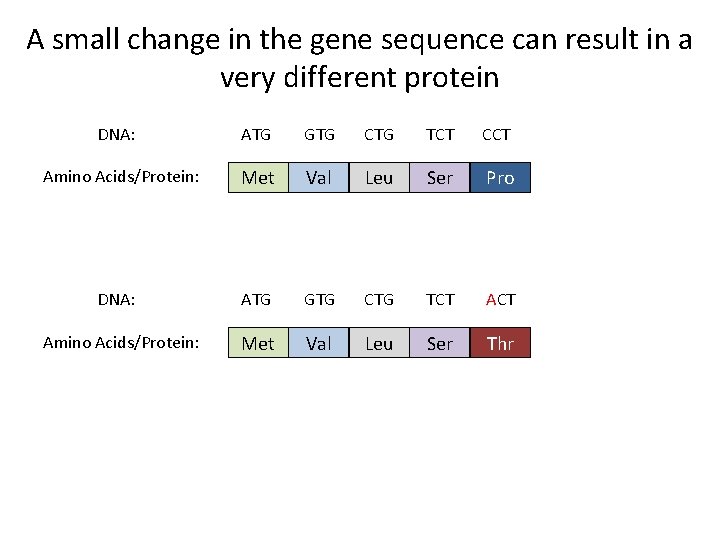 A small change in the gene sequence can result in a very different protein
