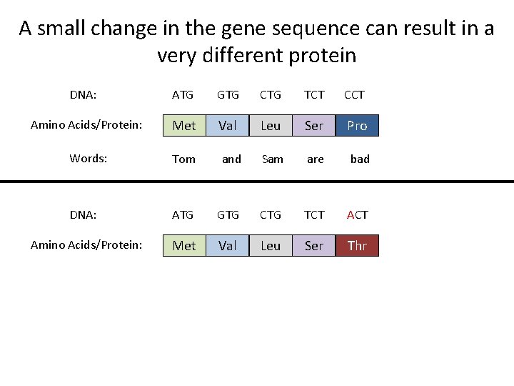 A small change in the gene sequence can result in a very different protein