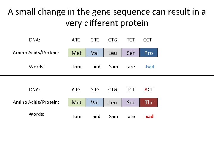 A small change in the gene sequence can result in a very different protein