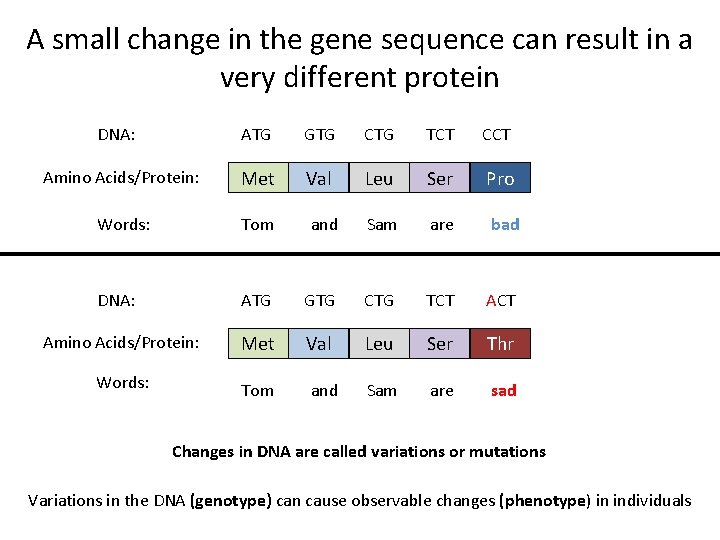 A small change in the gene sequence can result in a very different protein