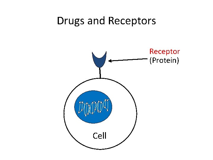 Drugs and Receptors Receptor (Protein) Cell 