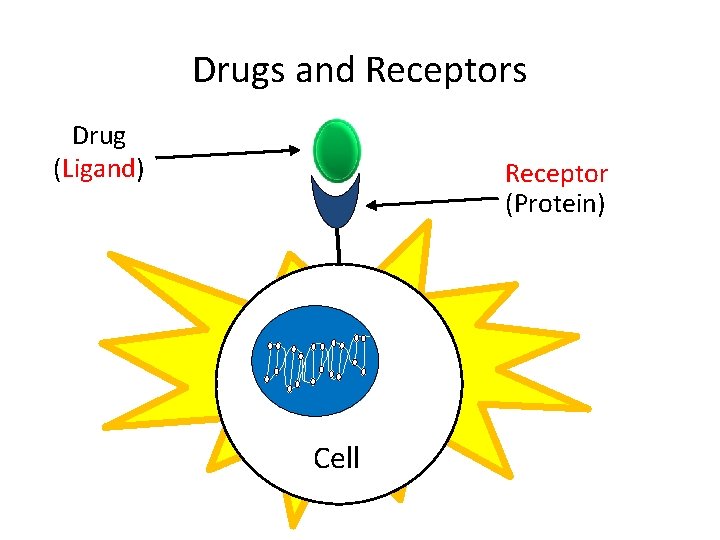 Drugs and Receptors Drug (Ligand) Receptor (Protein) Cell 