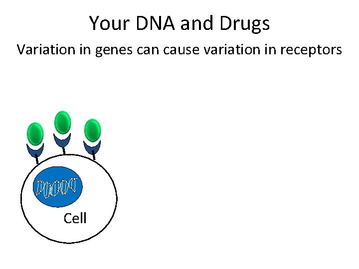 Your DNA and Drugs Variation in genes can cause variation in receptors Cell 
