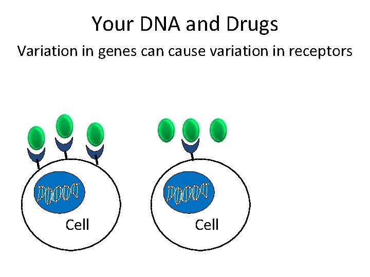 Your DNA and Drugs Variation in genes can cause variation in receptors Cell 