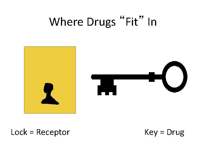 Where Drugs “Fit” In Lock = Receptor Key = Drug 