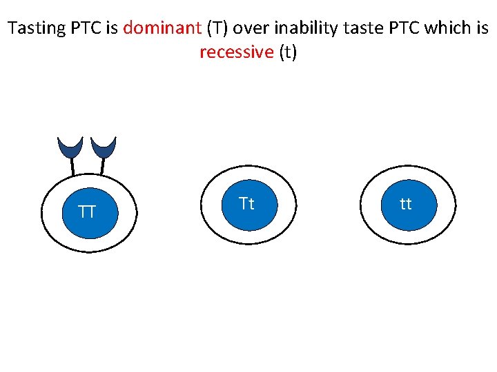 Tasting PTC is dominant (T) over inability taste PTC which is recessive (t) TT