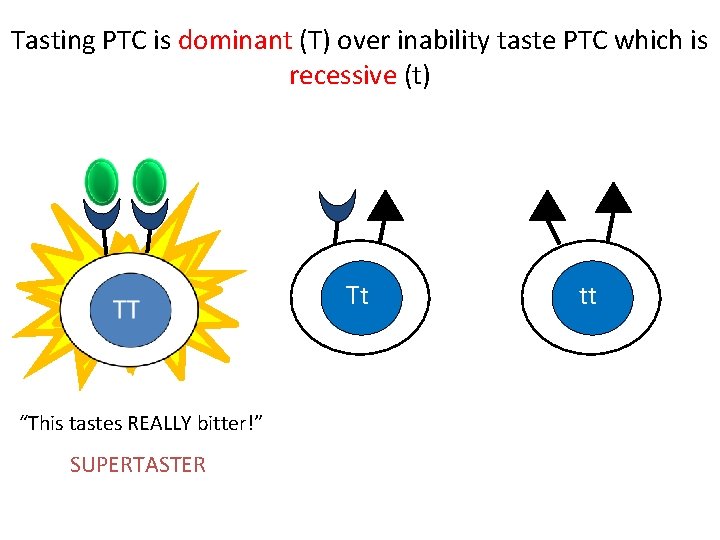 Tasting PTC is dominant (T) over inability taste PTC which is recessive (t) Tt