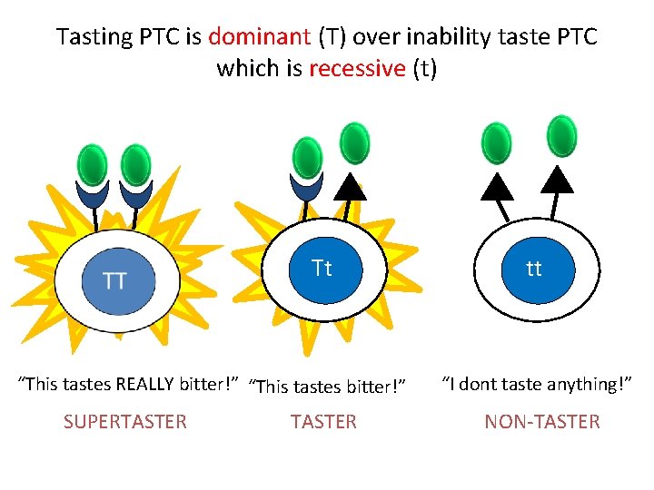 Tasting PTC is dominant (T) over inability taste PTC which is recessive (t) Tt