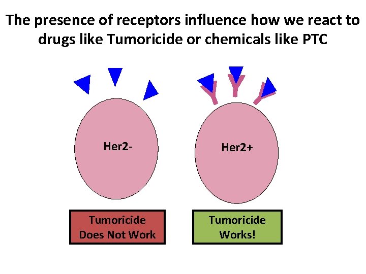 The presence of receptors influence how we react to drugs like Tumoricide or chemicals