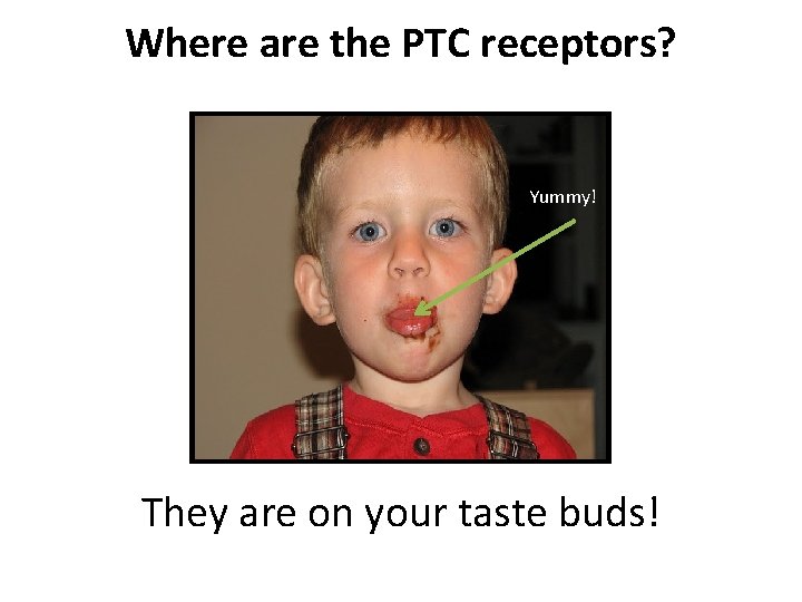 Where are the PTC receptors? Yummy! They are on your taste buds! 