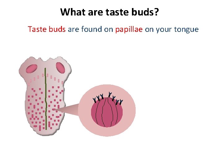 What are taste buds? Taste buds are found on papillae on your tongue 