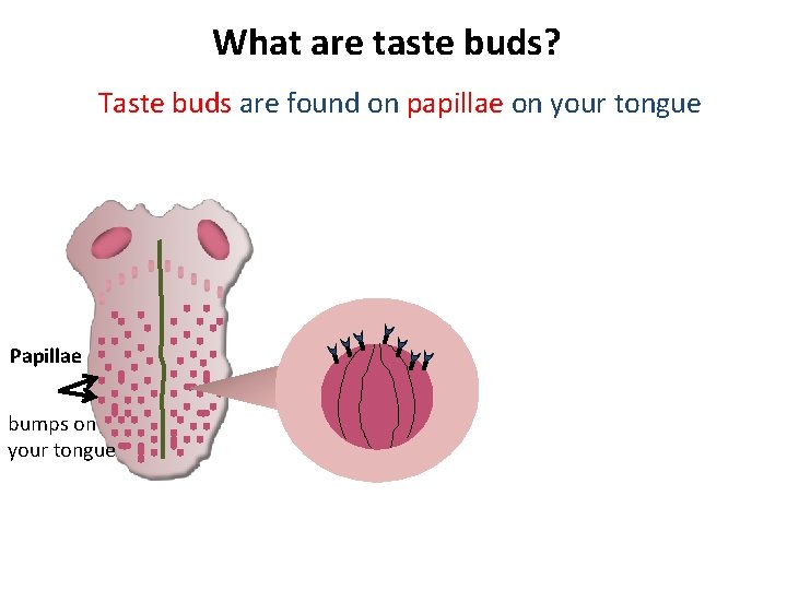 What are taste buds? Taste buds are found on papillae on your tongue Papillae