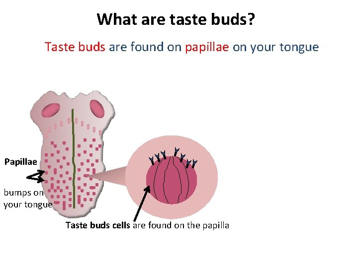 What are taste buds? Taste buds are found on papillae on your tongue Papillae