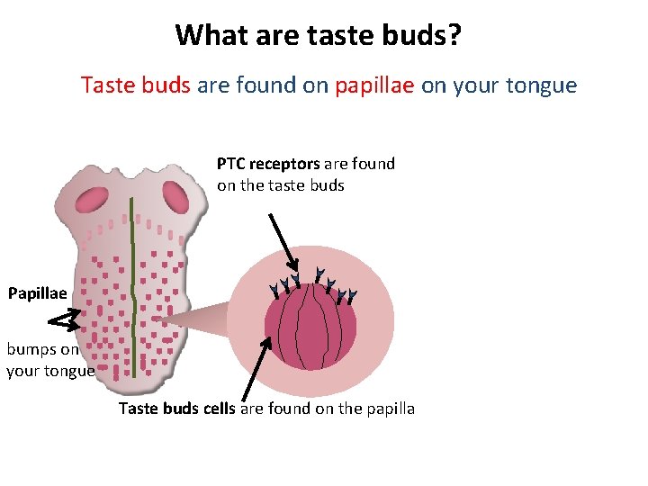 What are taste buds? Taste buds are found on papillae on your tongue PTC