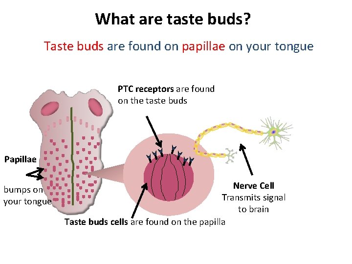 What are taste buds? Taste buds are found on papillae on your tongue PTC