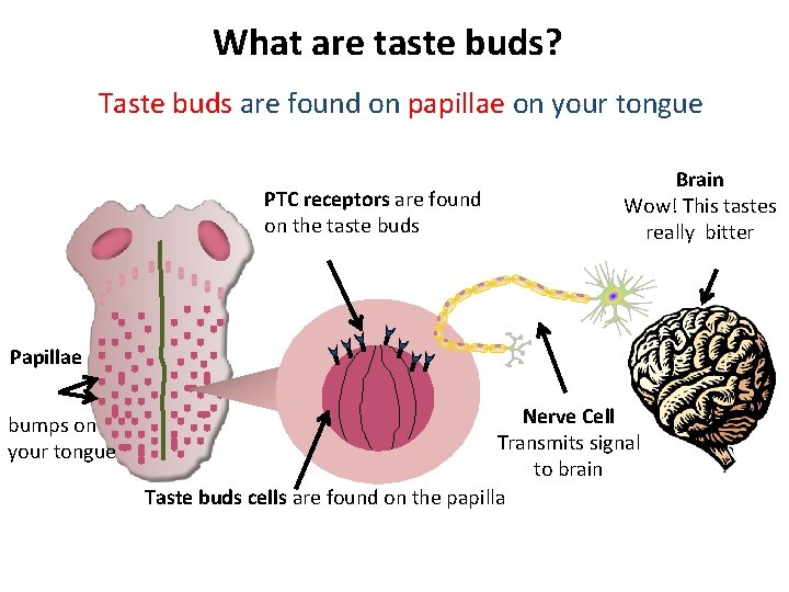 What are taste buds? Taste buds are found on papillae on your tongue PTC