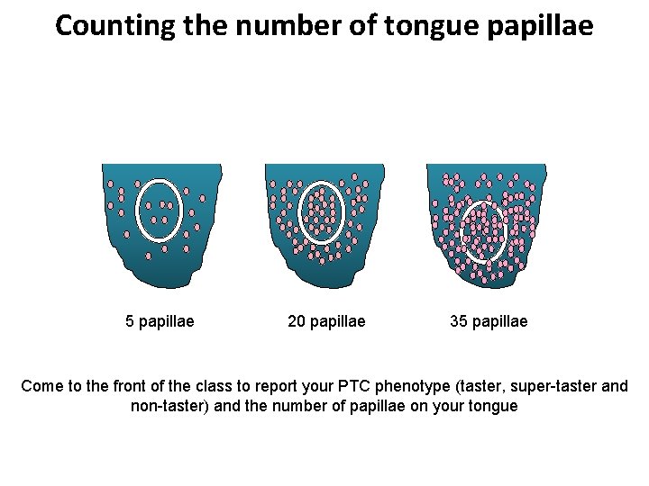 Counting the number of tongue papillae 5 papillae 20 papillae 35 papillae Come to