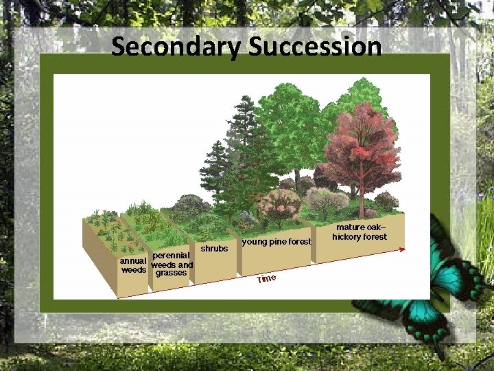 Secondary Succession 