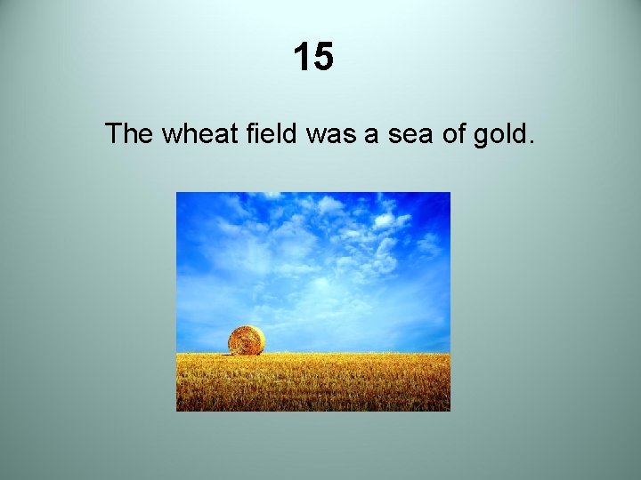 15 The wheat field was a sea of gold. 