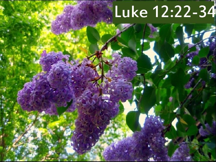 Luke 12: 22 -34 