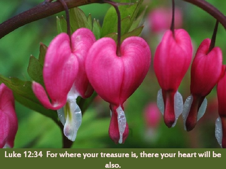 Luke 12: 34 For where your treasure is, there your heart will be also.