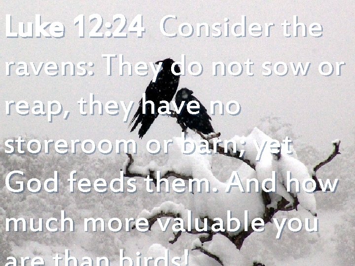 Luke 12: 24 Consider the ravens: They do not sow or reap, they have