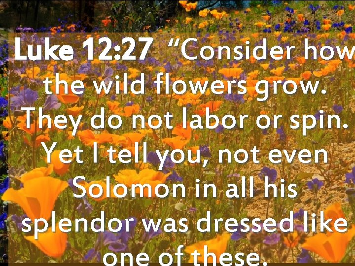 Luke 12: 27 “Consider how the wild flowers grow. They do not labor or