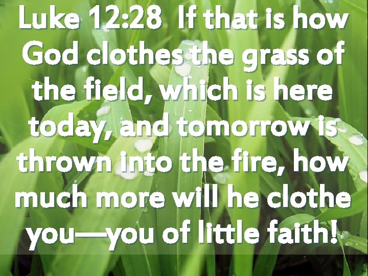 Luke 12: 28 If that is how God clothes the grass of the field,