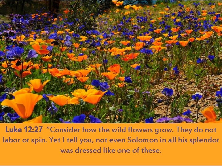 Luke 12: 27 “Consider how the wild flowers grow. They do not labor or