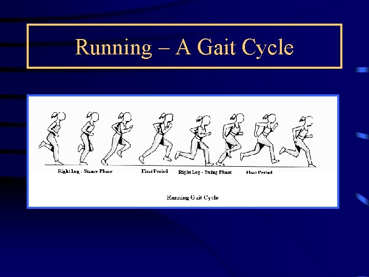 Running – A Gait Cycle 