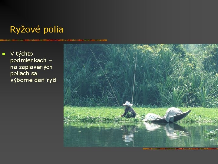 Ryžové polia n V týchto podmienkach – na zaplavených poliach sa výborne darí ryži