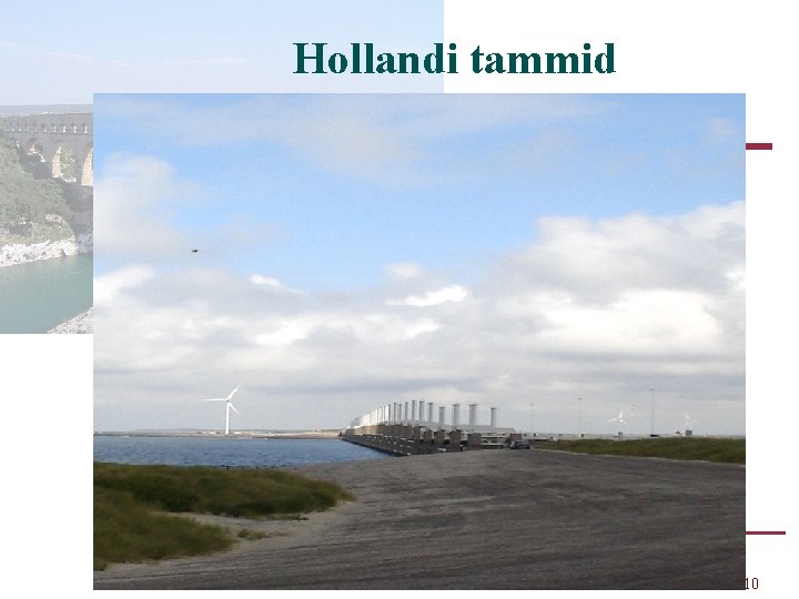 Hollandi tammid 10 