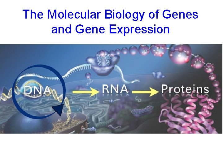 The Molecular Biology of Genes and Gene Expression 