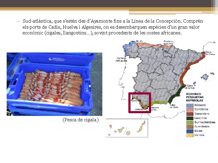 − Sud-atlàntica, que s’estén des d’Ayamonte fins a la Línea de la Concepción. Comprén