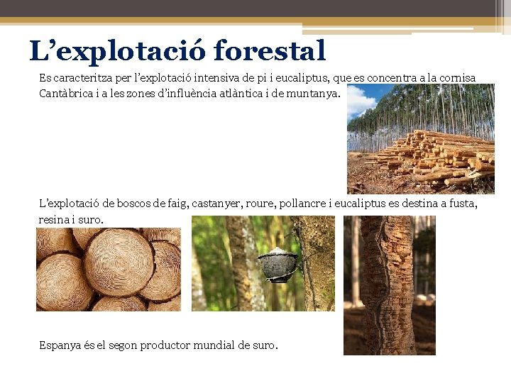 L’explotació forestal Es caracteritza per l’explotació intensiva de pi i eucaliptus, que es concentra