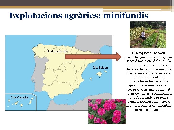 Explotacions agràries: minifundis Nord peninsular Illes Balears Illes Canàries Són explotacions molt menudes (menys