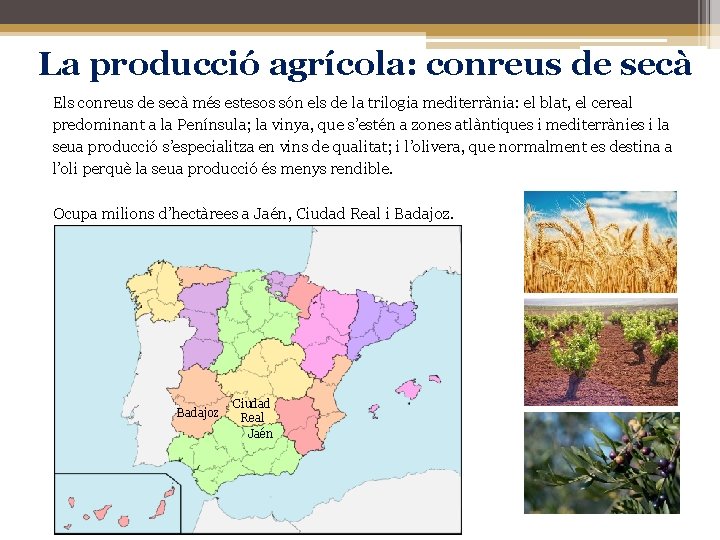 La producció agrícola: conreus de secà Els conreus de secà més estesos són els