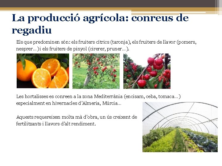 La producció agrícola: conreus de regadiu Els que predominen són: els fruiters cítrics (taronja),