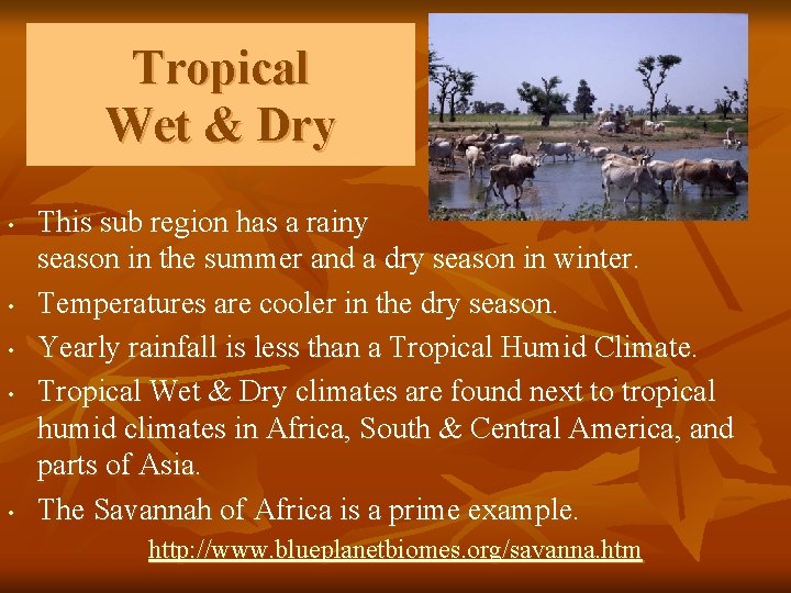 Tropical Wet & Dry • • • This sub region has a rainy season