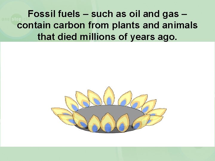 Fossil fuels – such as oil and gas – contain carbon from plants and