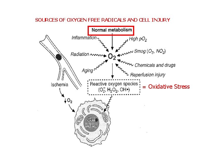 SOURCES OF OXYGEN FREE RADICALS AND CELL INJURY = Oxidative Stress 