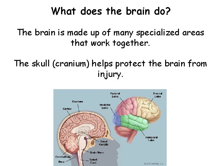 What does the brain do? The brain is made up of many specialized areas