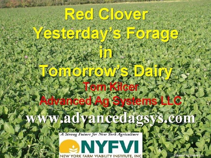 Red Clover Yesterday’s Forage in Tomorrow’s Dairy Tom Kilcer Advanced Ag Systems LLC www.