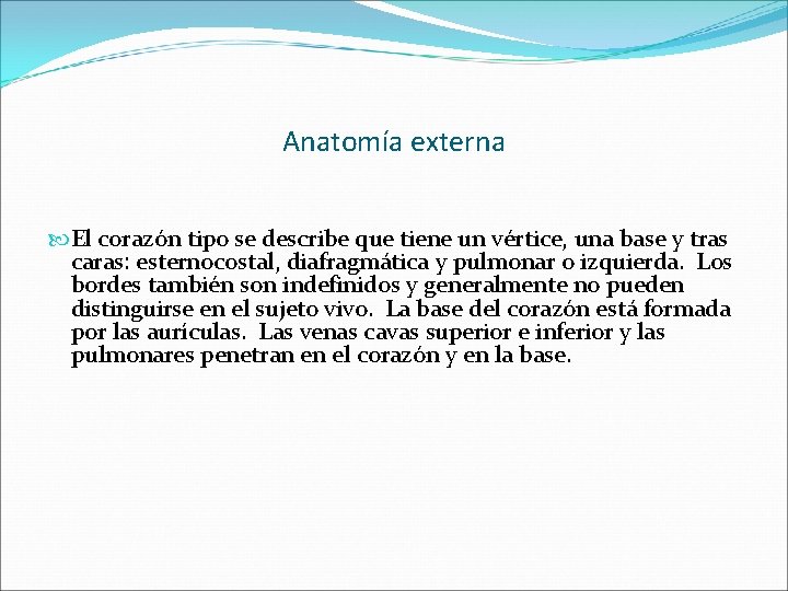 Anatomía externa El corazón tipo se describe que tiene un vértice, una base y