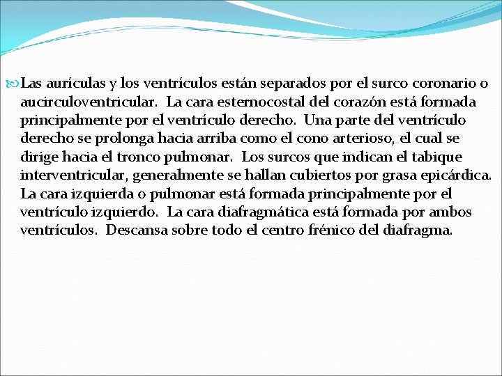  Las aurículas y los ventrículos están separados por el surco coronario o aucirculoventricular.