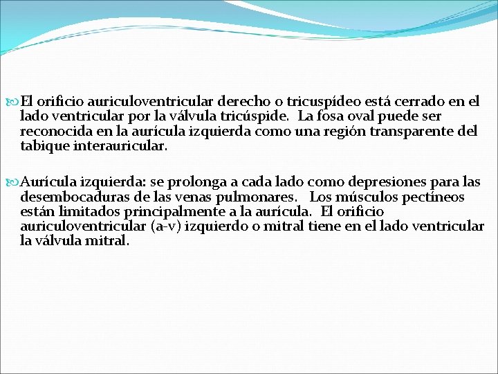  El orificio auriculoventricular derecho o tricuspídeo está cerrado en el lado ventricular por